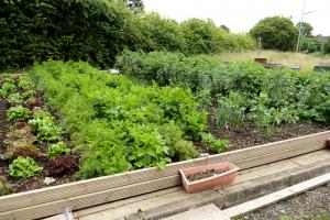 Veg ready for harvest